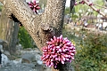 Shanghai-798