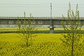 Shanghai-B75