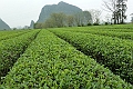 Guilin-588