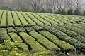 Guilin-600