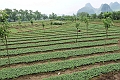 Guilin-696