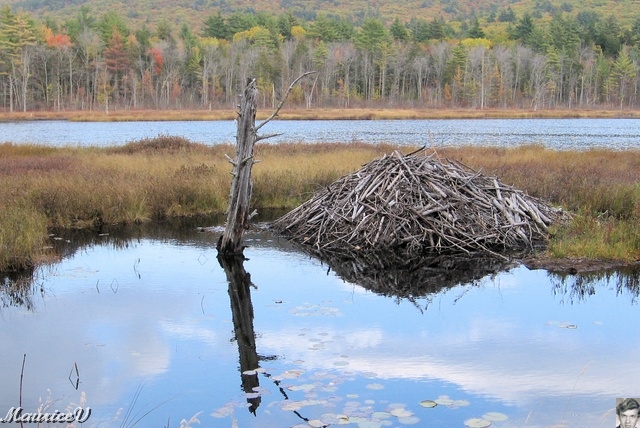 20091021-NorthConway-5596.jpg