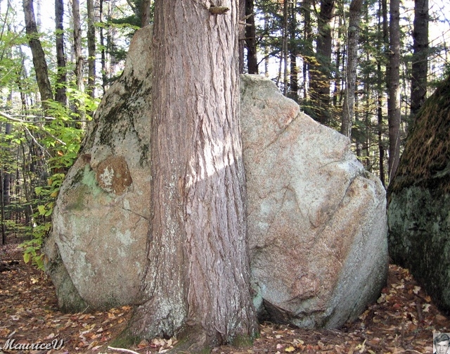 20091021-NorthConway-5613.jpg