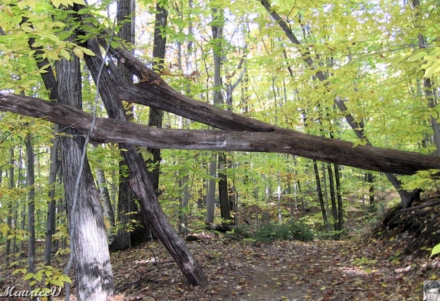 20091021-NorthConway-5619.jpg
