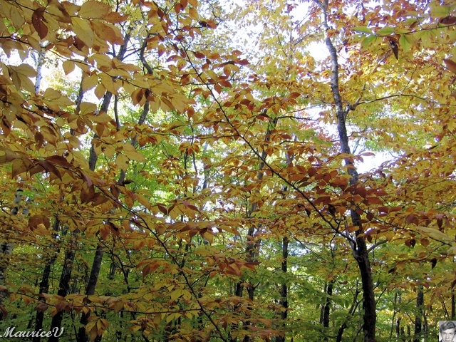 20091021-NorthConway-5621.jpg