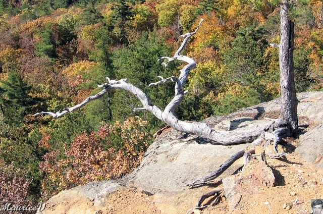 20091021-NorthConway-5648.jpg