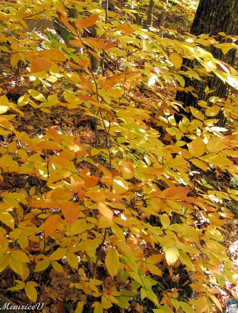 20091021-NorthConway-5659.jpg
