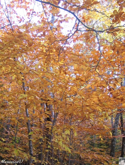 20091021-NorthConway-5660.jpg