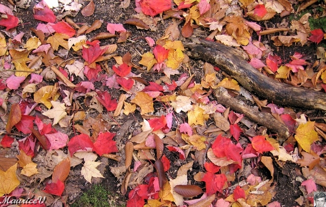 20091021-NorthConway-5663.jpg