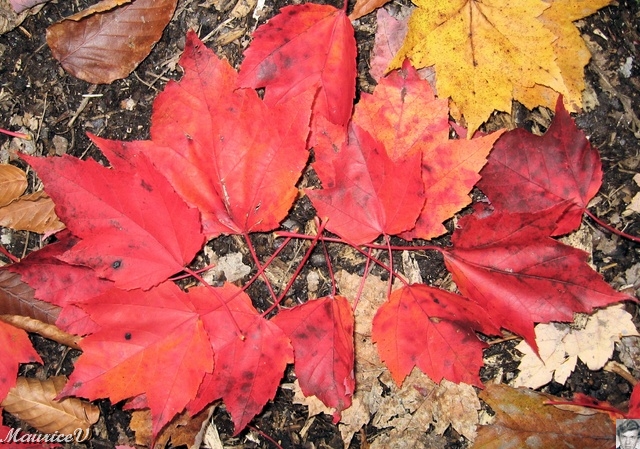 20091021-NorthConway-5667.jpg