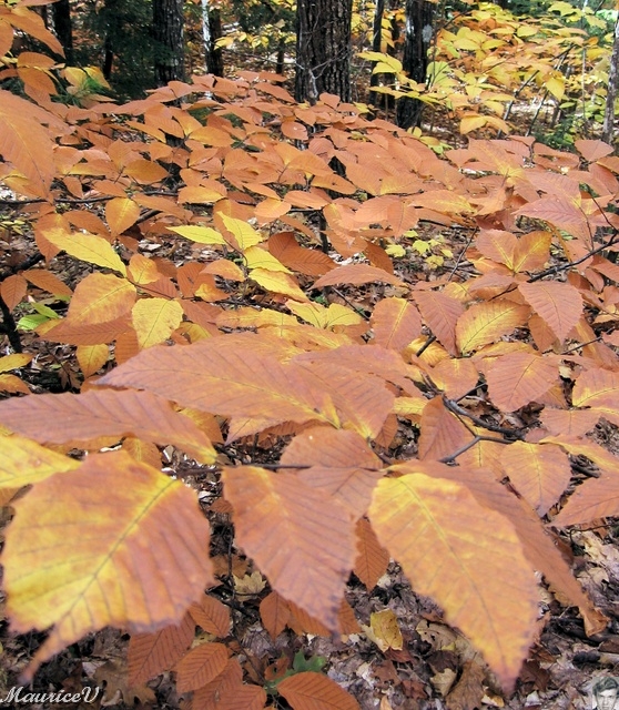 20091021-NorthConway-5668.jpg