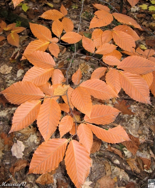 20091021-NorthConway-5669.jpg