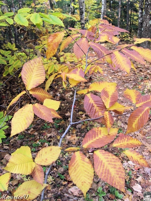20091021-NorthConway-5687.jpg