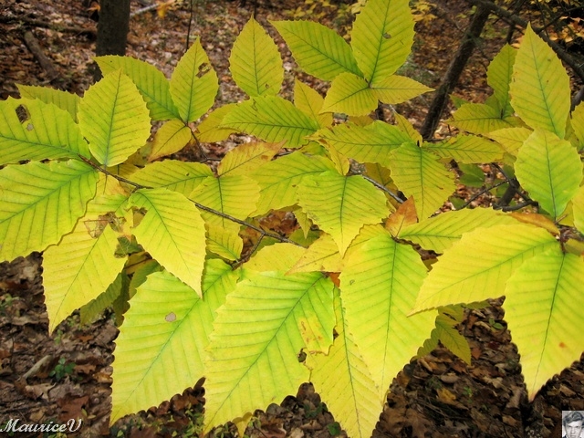 20091021-NorthConway-5688.jpg