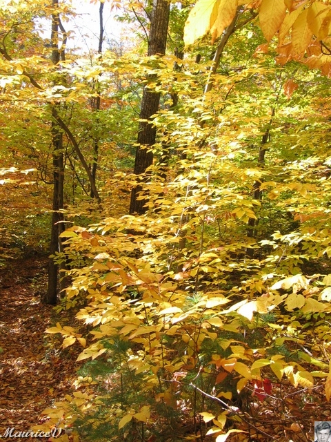 20091021-NorthConway-5691.jpg