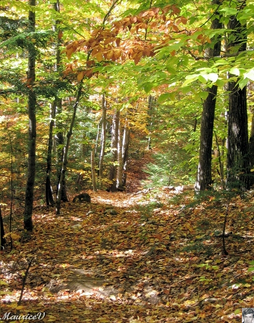 20091021-NorthConway-5695.jpg