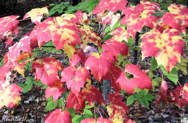 20091021-NorthConway-5701.jpg