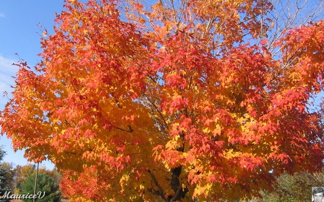 20091021-NorthConway-5722.jpg