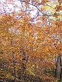 20091021-NorthConway-5660