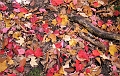 20091021-NorthConway-5663