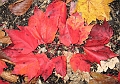 20091021-NorthConway-5667