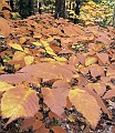 20091021-NorthConway-5668