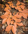 20091021-NorthConway-5669