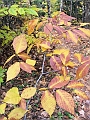 20091021-NorthConway-5687