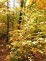 20091021-NorthConway-5691