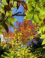 20091021-NorthConway-5694