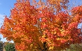 20091021-NorthConway-5722