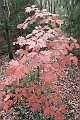 NorthConway-201210-641