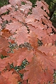 NorthConway-201210-644