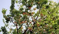 201006-Crete-1543