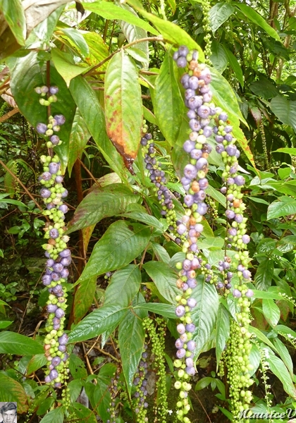 AP1010220.jpg