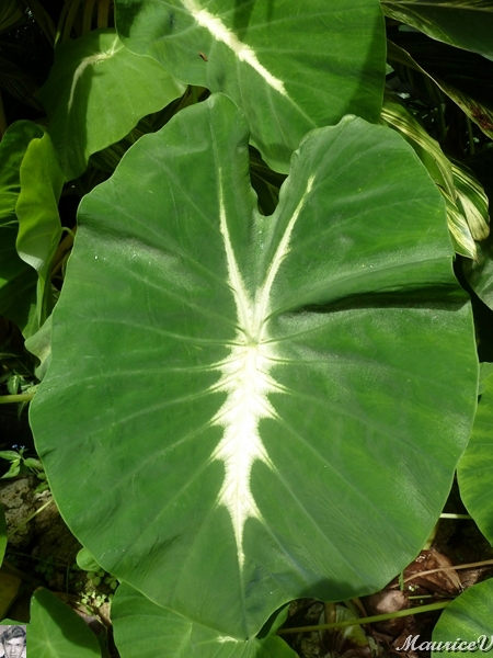 AP1010253.jpg