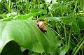 AP1010227