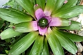 AP1010233