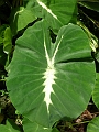 AP1010253