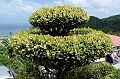 AP1010354