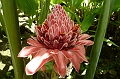 AP1010389