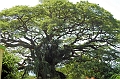 AP1010446
