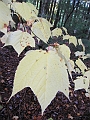 20091002-LacLarouche-551