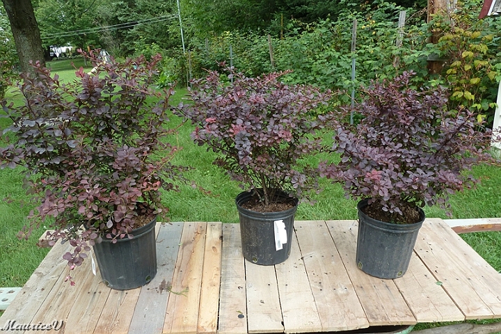 Berberis_Ruby-Carousel-419.jpg - Berberis Ruby Carousel