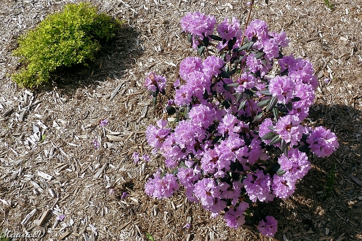 Rhododendron_Elite-201305.jpg - 2013-05-16  Rhododendron P.J.M Élite