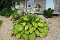 201507_Hosta-05