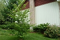 Arbre-282