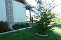 Arbre-495