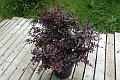 Berberis_Ruby-Carousel-428