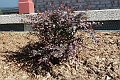 Berberis_Ruby-Carousel-474